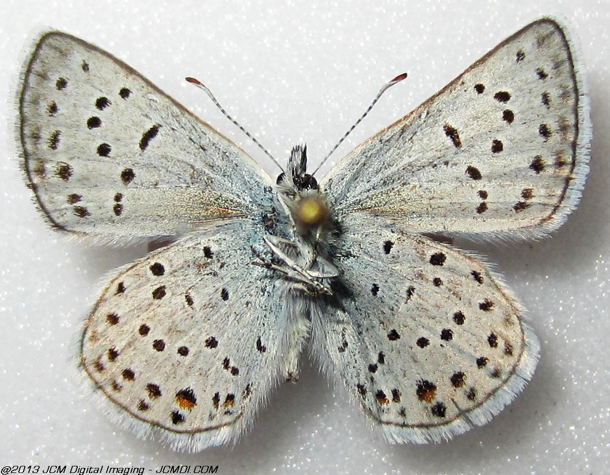 Plebejus saepiolus (The Greenish Blue, Kern Co, Lake Isabella area)